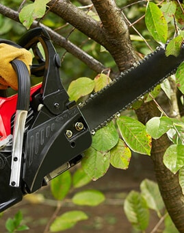 Tree-Removal-Service