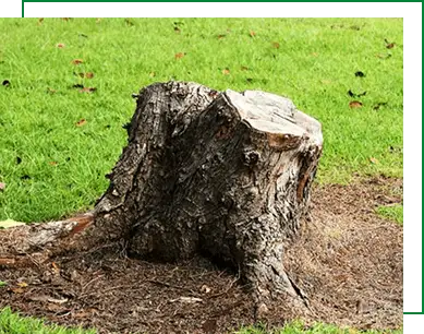 Tree-Service-Stump-Grinding