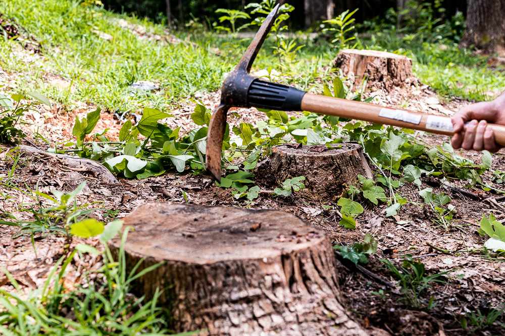 tree stump removal services