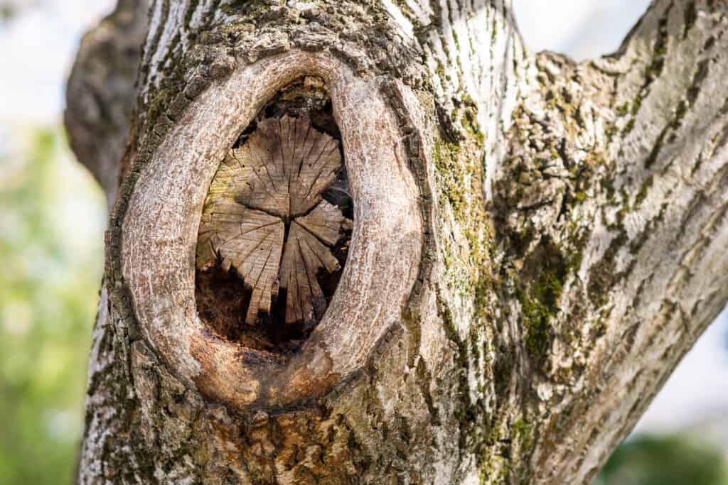 Can trees repair themselves?