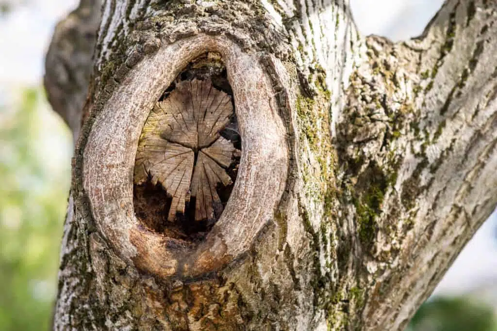 Can trees repair themselves?