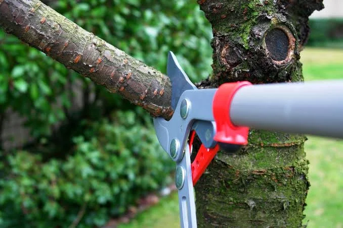 Tree-Removal-Service