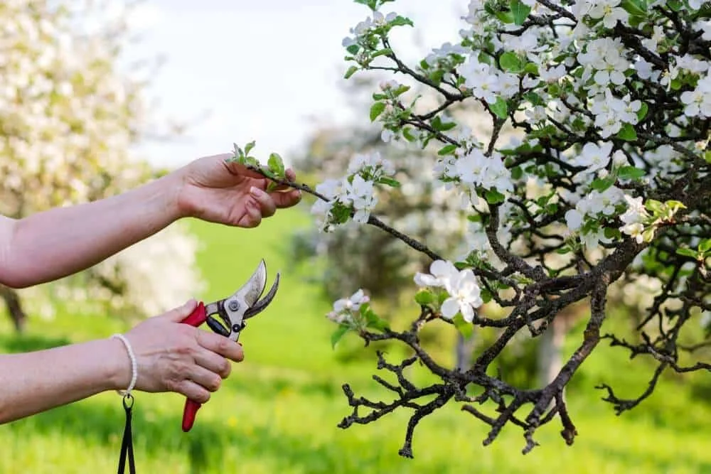 prune fruit trees